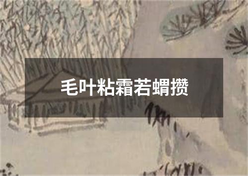 毛叶粘霜若蝟攒