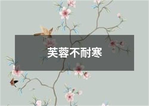 芙蓉不耐寒