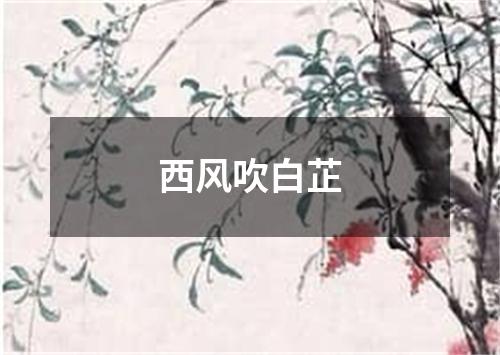 西风吹白芷