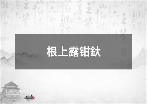 根上露钳釱