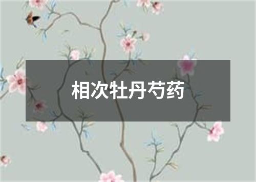 相次牡丹芍药