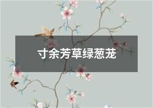 寸余芳草绿葱茏