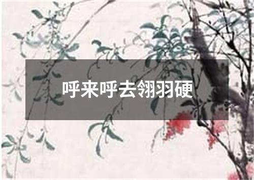 呼来呼去翎羽硬