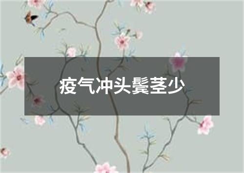 疫气冲头鬓茎少