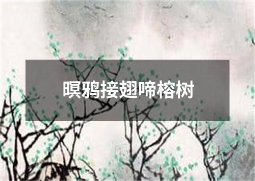 暝鸦接翅啼榕树