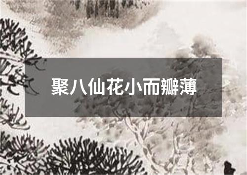 聚八仙花小而瓣薄