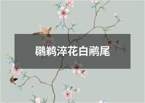 鸊鹈淬花白鹇尾