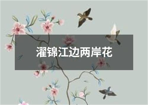 濯锦江边两岸花