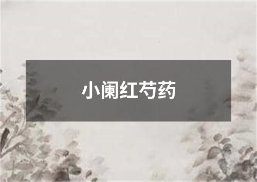 小阑红芍药