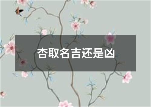 杏取名吉还是凶