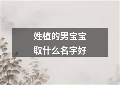 姓植的男宝宝取什么名字好