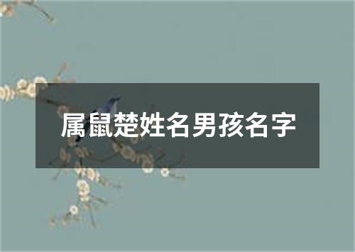 属鼠楚姓名男孩名字