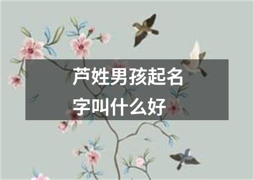 芦姓男孩起名字叫什么好