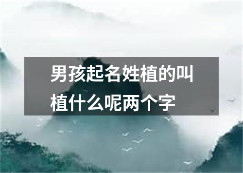 男孩起名姓植的叫植什么呢两个字