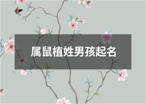 属鼠植姓男孩起名