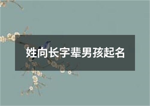 姓向长字辈男孩起名