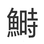 鰣