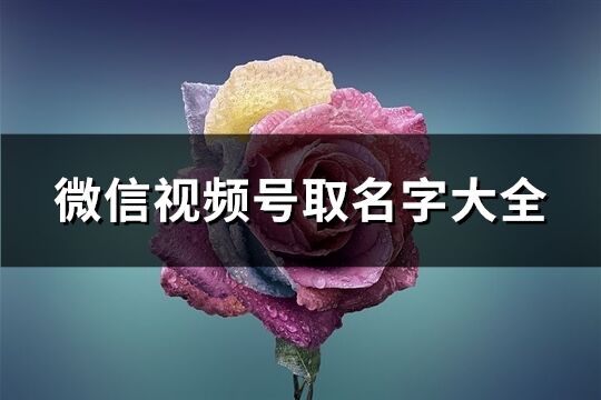 微信视频号取名字大全(精选592个)