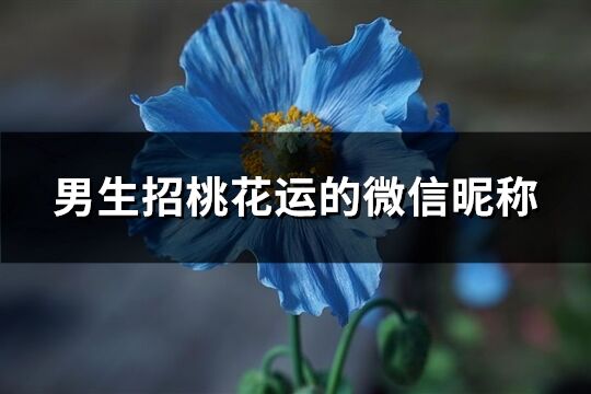 男生招桃花运的微信昵称(共416个)