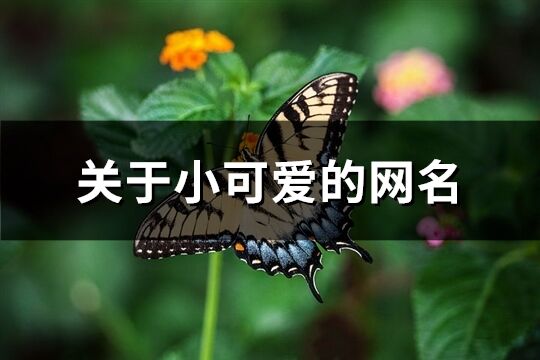 关于小可爱的网名(共354个)